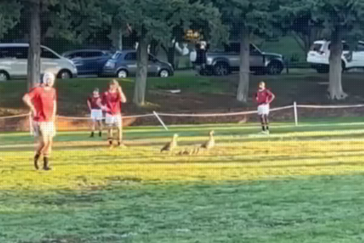 Egyptian geese halt SACS vs Paul Roos clash – WATCH