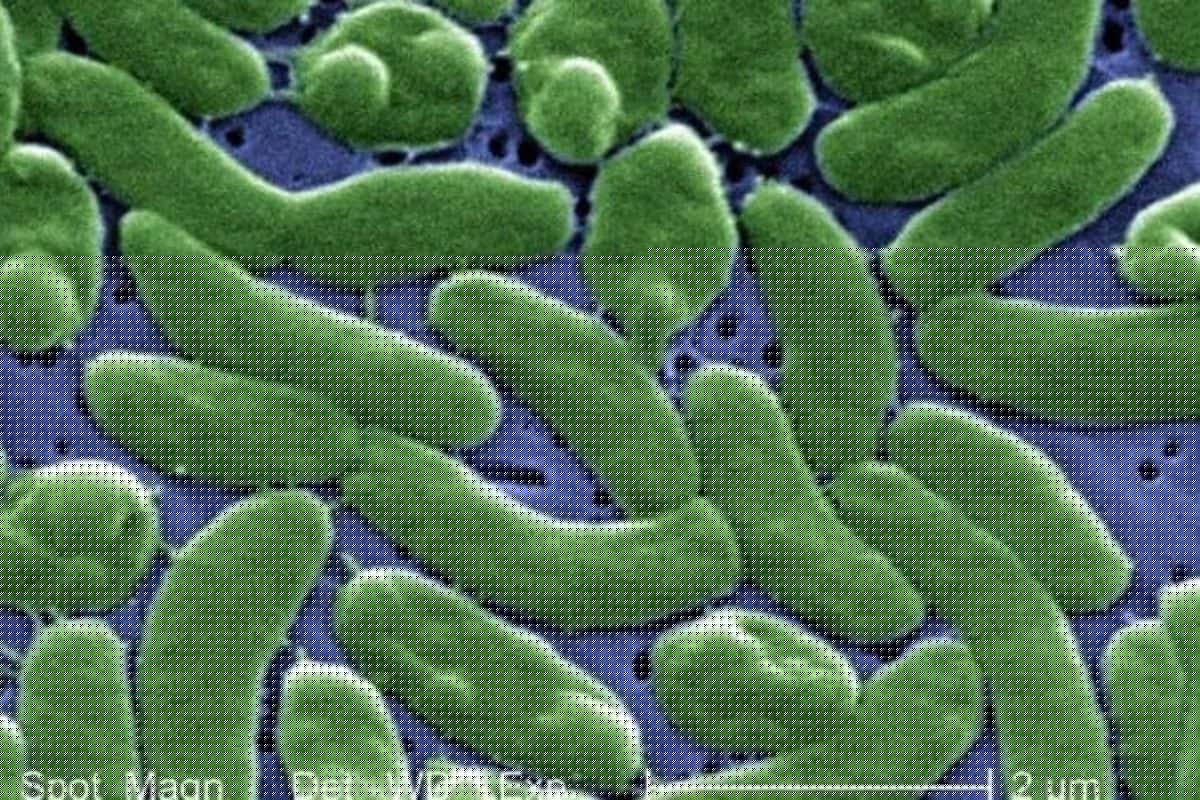 Palm Beach County ‘Flesh-Eating Bacteria’ Total Holds Steady
