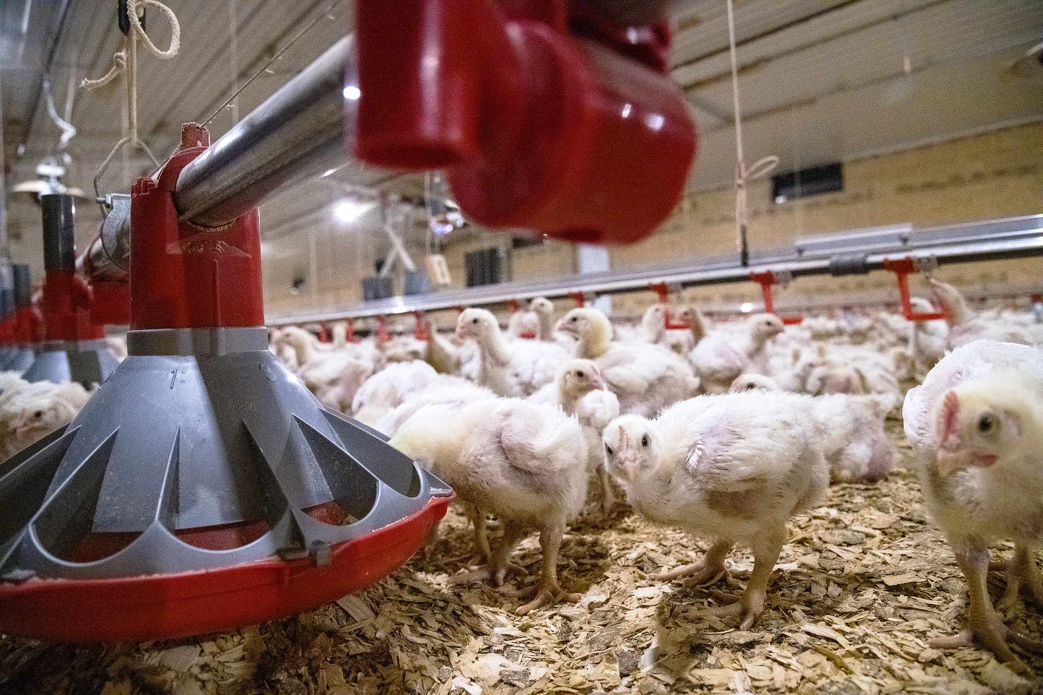 Zoetis launches digital tool for bird health