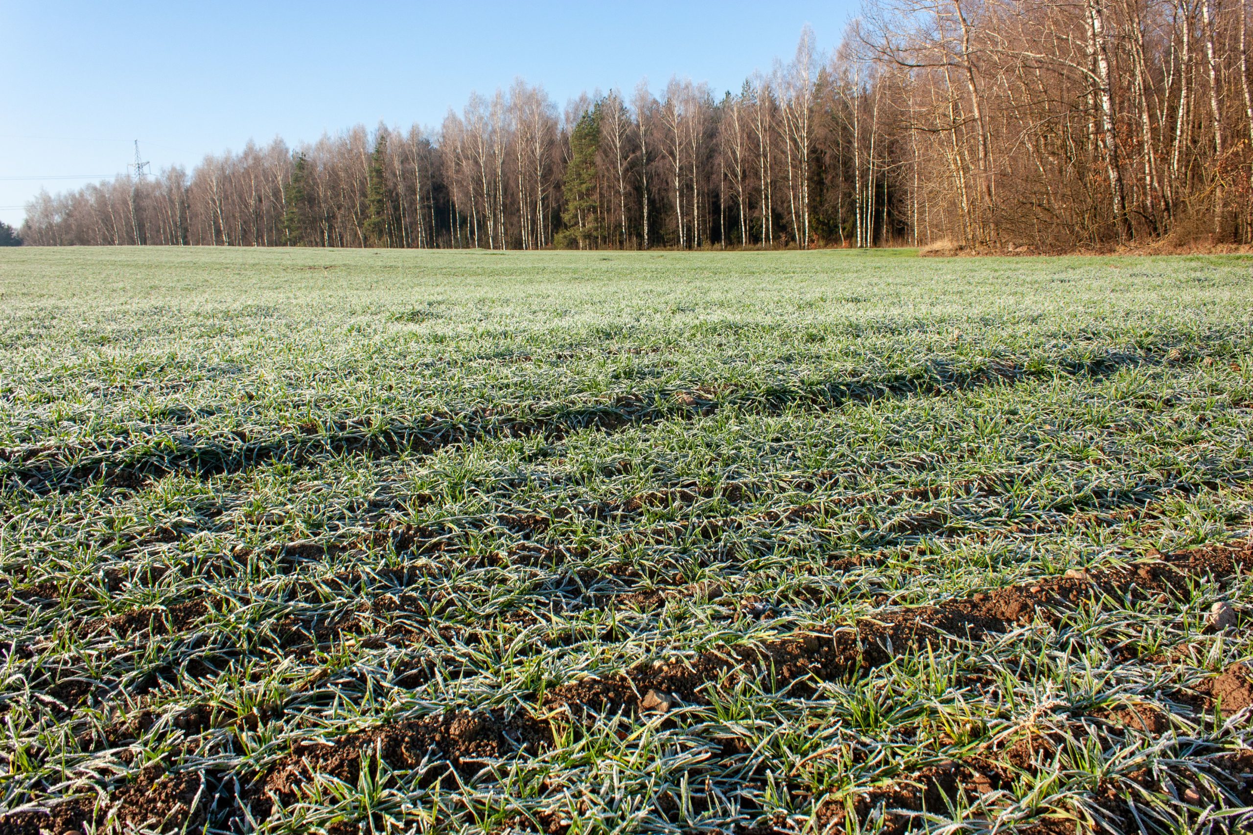 Wisconsin Farmers Eligible for Higher Cover Crop Incentives