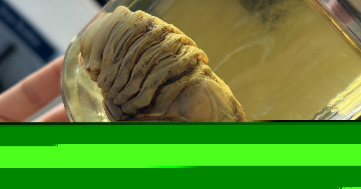 Discover the invertebrate zoology specimens — 'all the little weirdos' — of The Nat