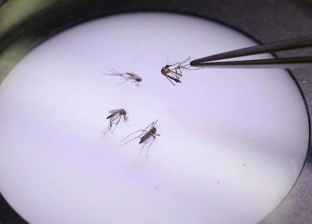 Oaxaca también usará mosquitos con wolbachia para prevenir enfermedades