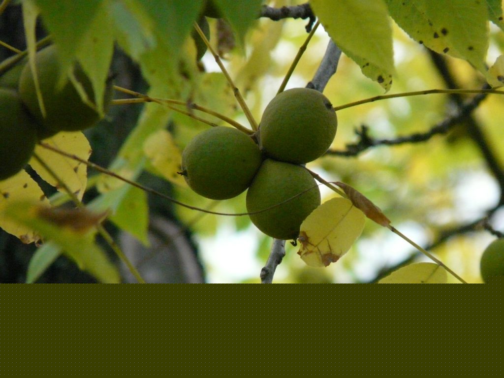 Comment on How to grow black walnut trees from seed by John rabeler