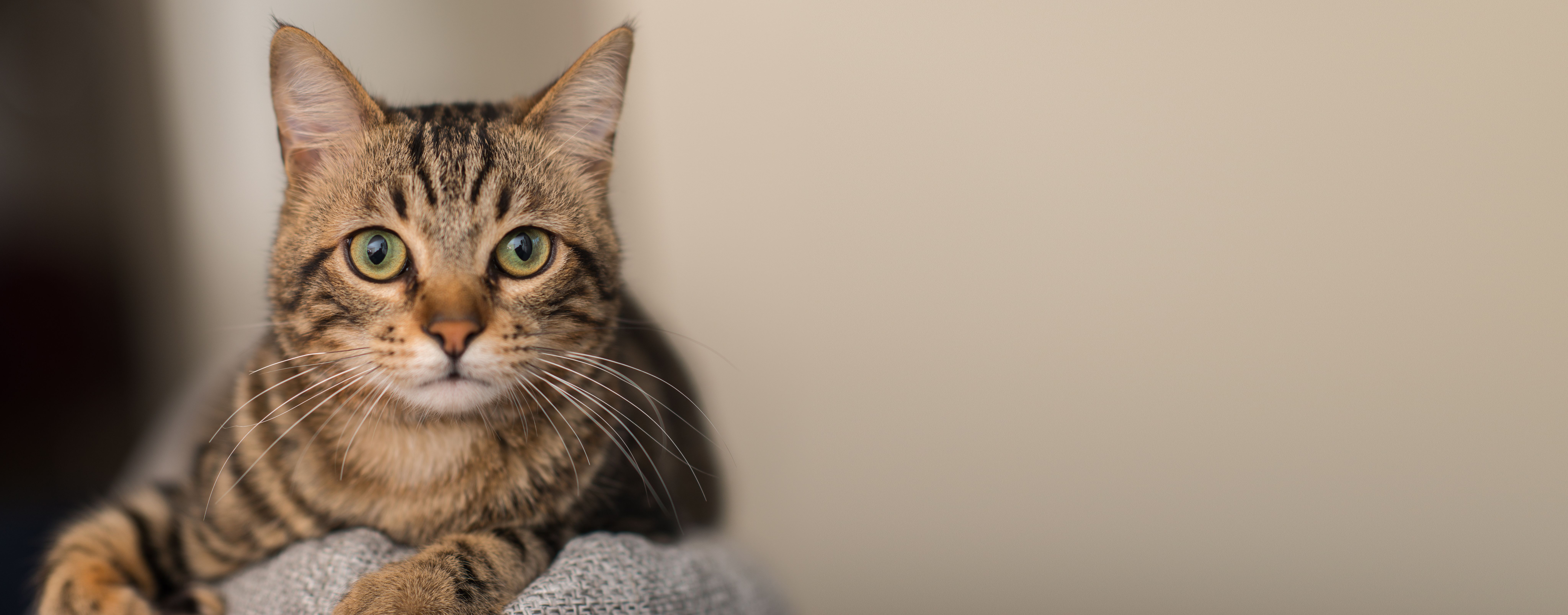 <![CDATA[Study finds if caught early enough, felines can survive bird flu ]]>
