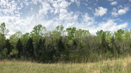 Nestled In Ohio's Edge Of Appalachia Is A Hidden Prairie With Dozens Of Unique Plant Species