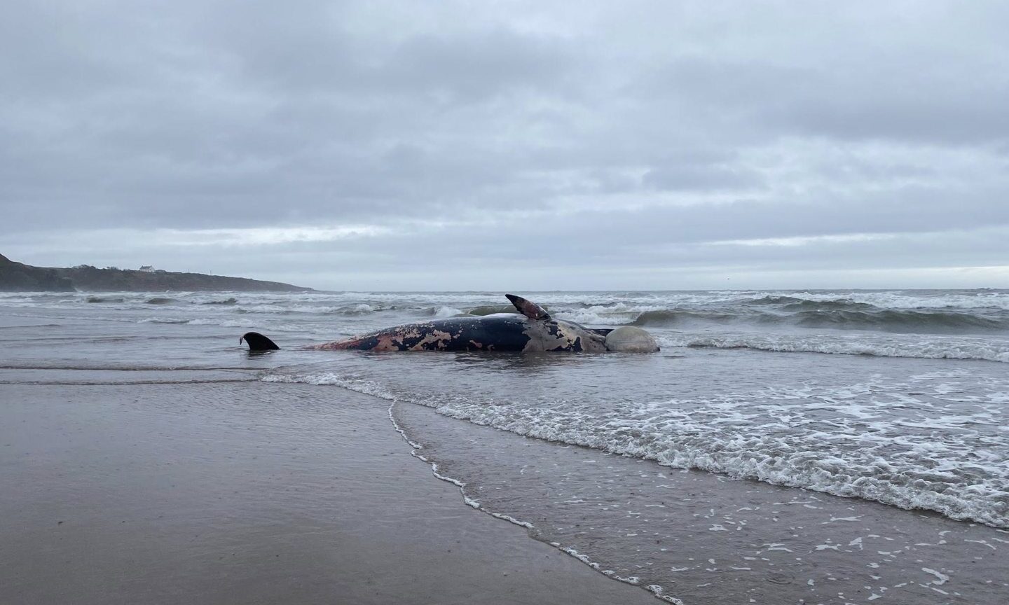 Rotting minke whale washes up at St Cyrus nature reserve