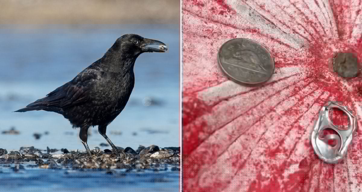 A Woman Forgot To Leave Food Out For Crows. Then She Saw What They Left For Her: ‘The Crows Are Training You’