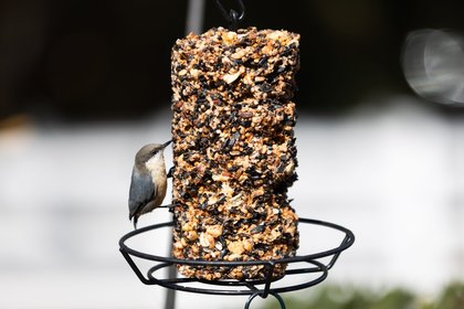 Santa Clara Valley Bird Alliance celebrates a major milestone with a month of free avian activities