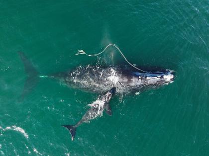 Number of whales entangled in fishing gear increased in 2024, says NOAA report