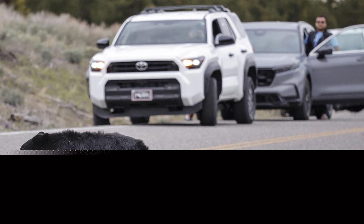 Upstate New York Sees Sudden Surge In Black Bear Activity