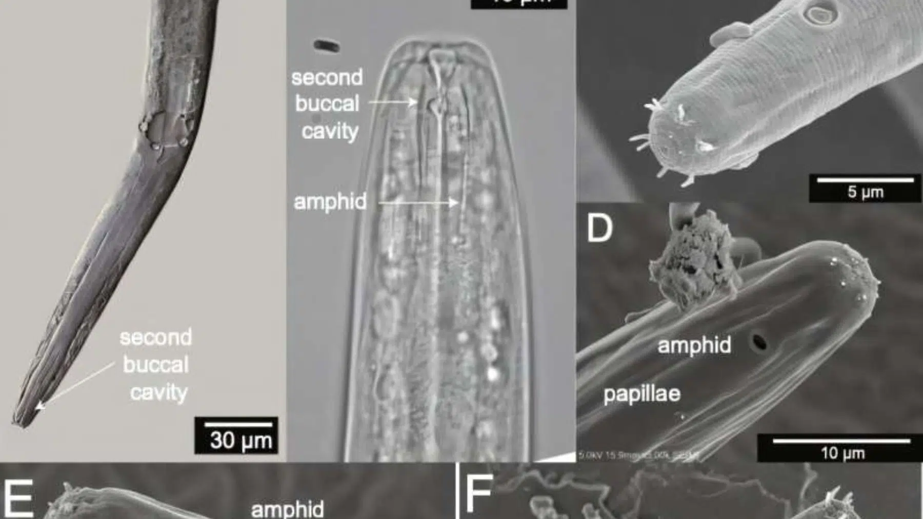 Descubren nueva especie de nematodo en el Gran Lago Salado de Utah, prosperando en salinidad extrema del 15-30%
