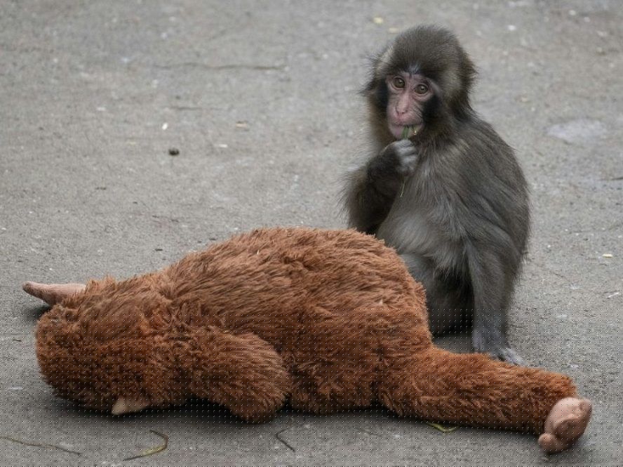 Baby monkey Punch receives outpouring of love ahead of first birthday