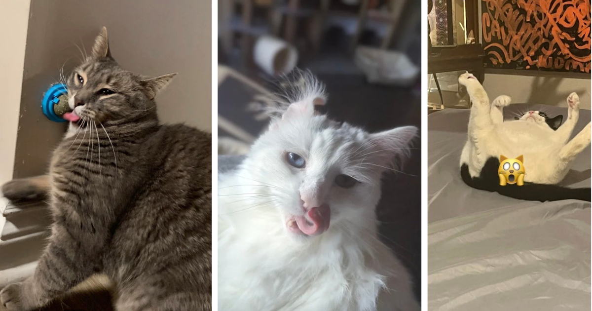 26 “Worst” Cat Pics Ever That Are Purrfectly Scrungry But Secretly the Best