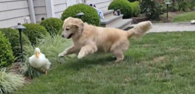 WATCH: Here’s your FEEL GOOD video of the day and it’s about a dog and a duck