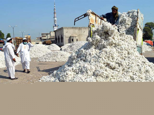 بارشوں کے باوجود سندھ میں کپاس کی پیداوار میں 67 فیصد اضافہ، پنجاب میں ایک فیصد کمی