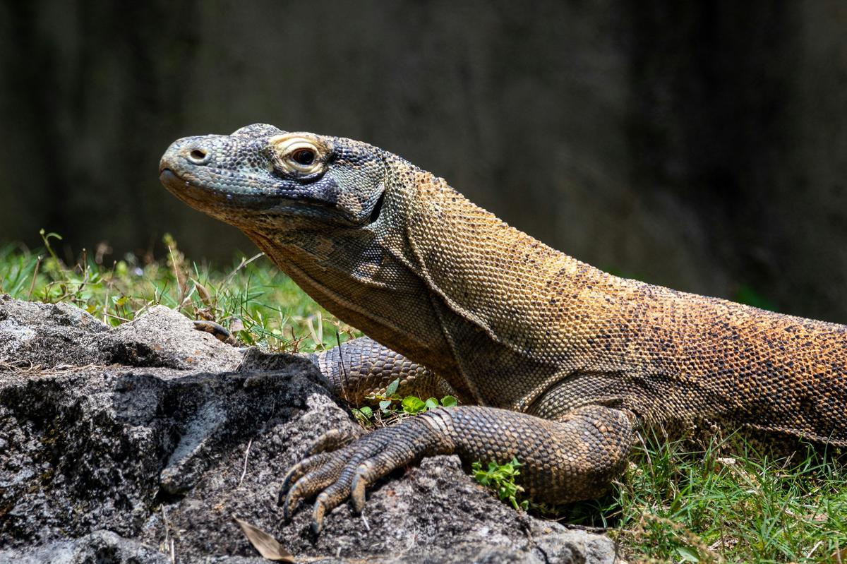 Meet Charlie, the Zoo’s Newest Komodo Dragon