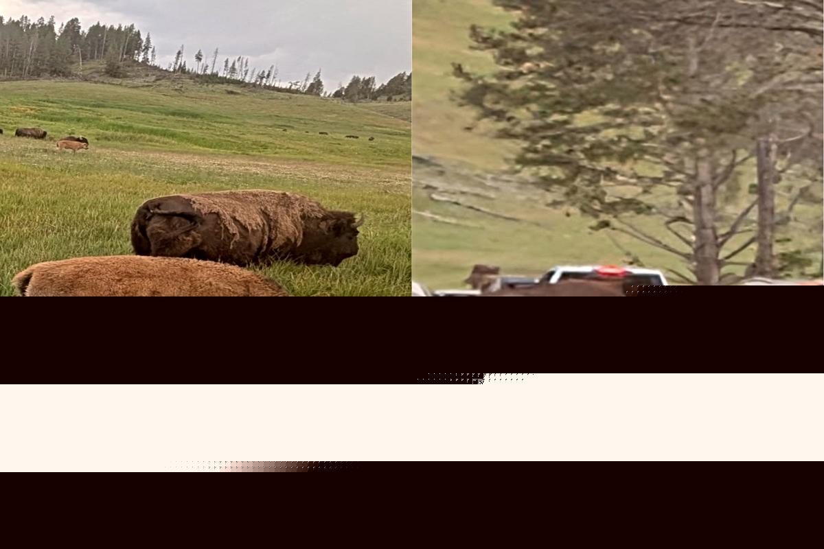 GALLERY: Bison Still Run Things At Yellowstone National Park