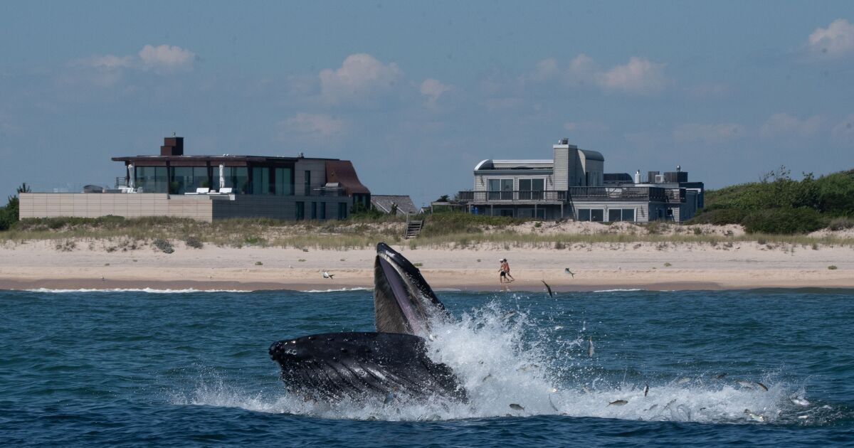 Boat strikes threaten Long Island whales