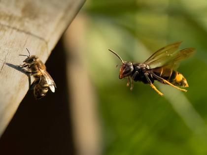 Second invasive Asian hornet nest removed from Cork
