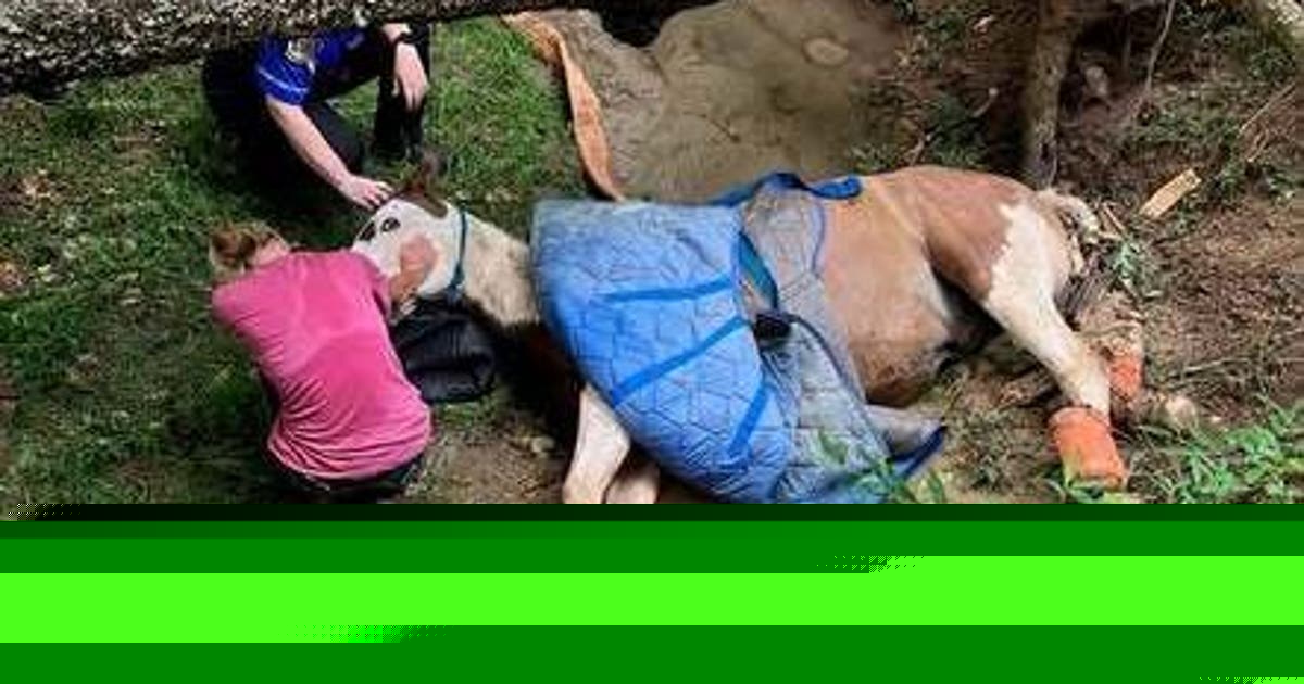 How firefighters lifted a 1,600-pound horse out of a muddy creek bed