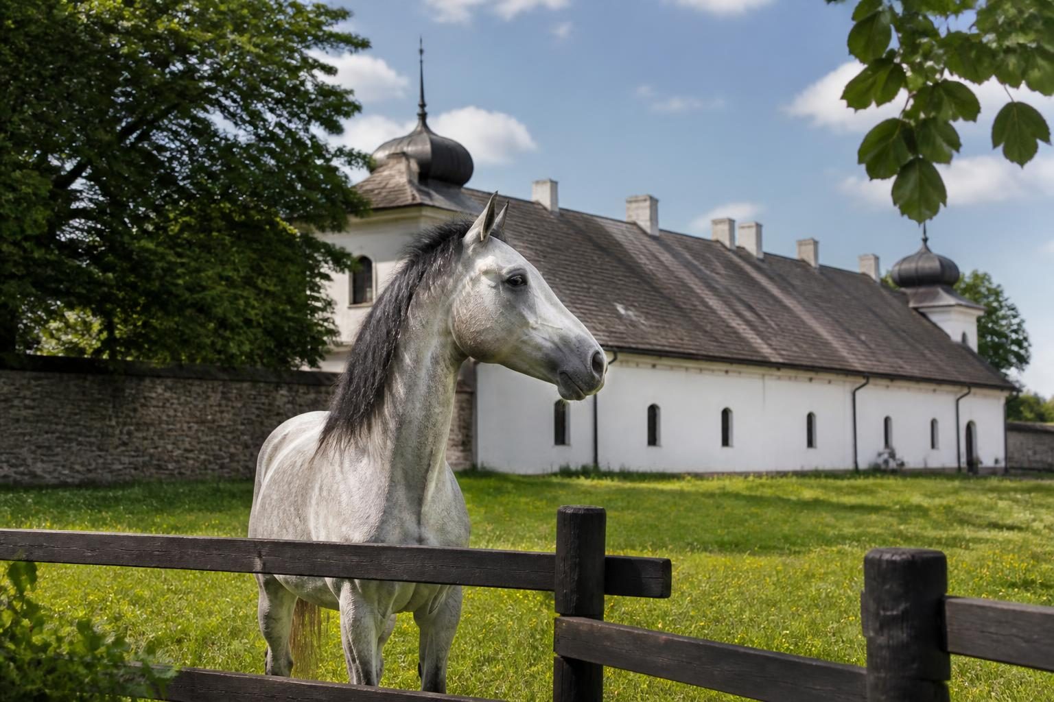 Janów Podlaski opens Poland’s Arabian Horse Days with a five-day programme