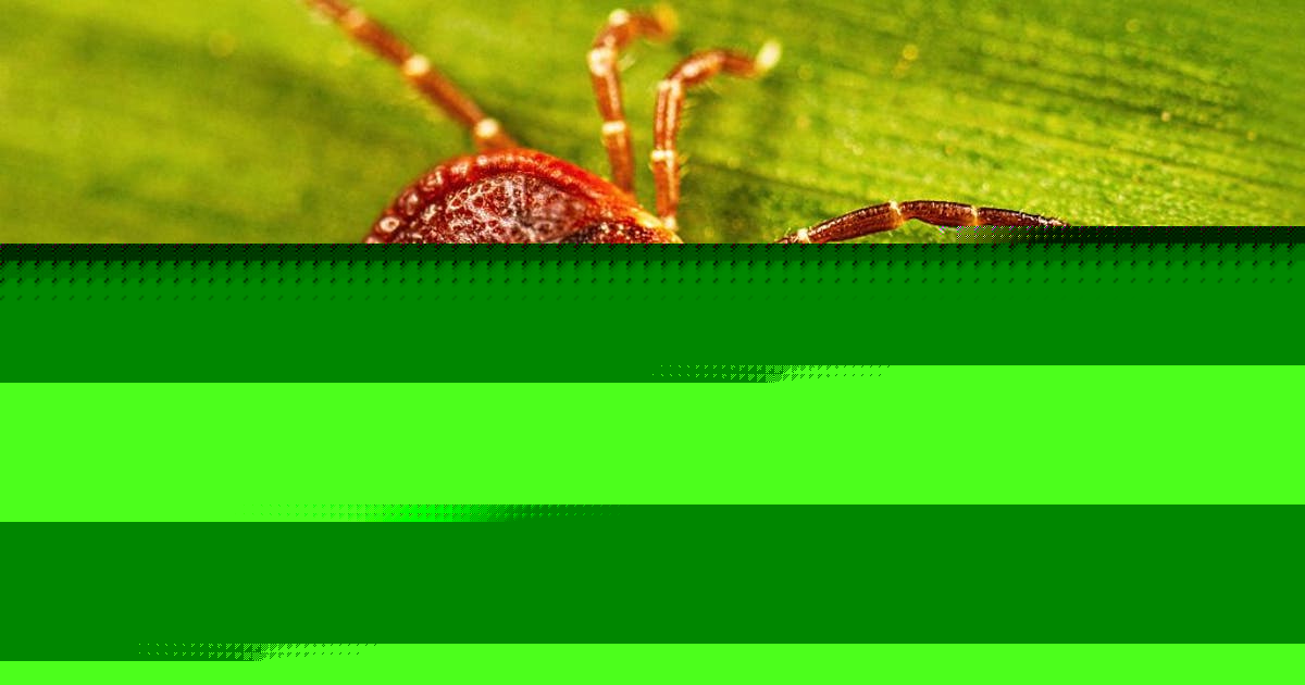 Bourbon virus in the Northeast: What to know about possibly deadly tick-borne virus