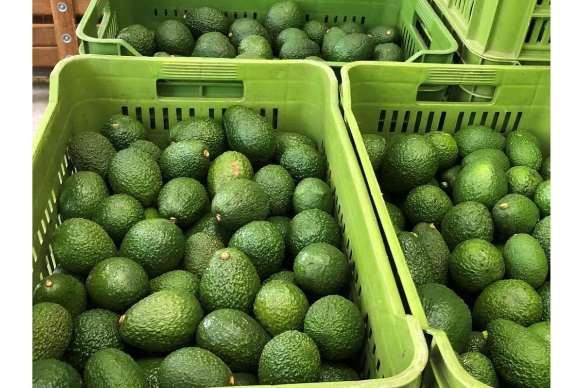 Tanzania’s green gold rush: how avocado waste is hurting farmers and what should be done