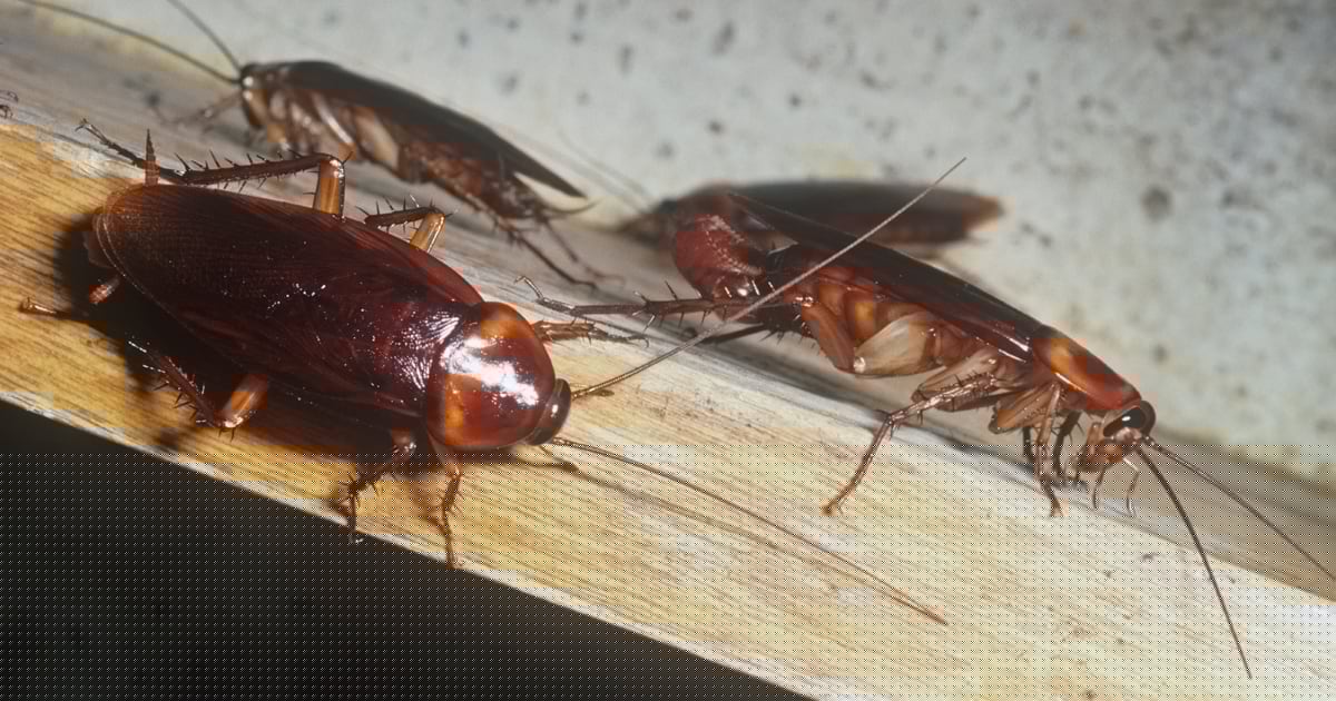 eBay Pays $56M to Couple Targeted in Cockroach Harassment Campaign