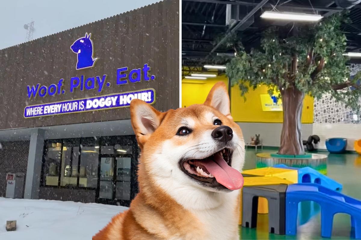 Portland, Maine’s First Dog Bar Has Opened Its Indoor Dog Park