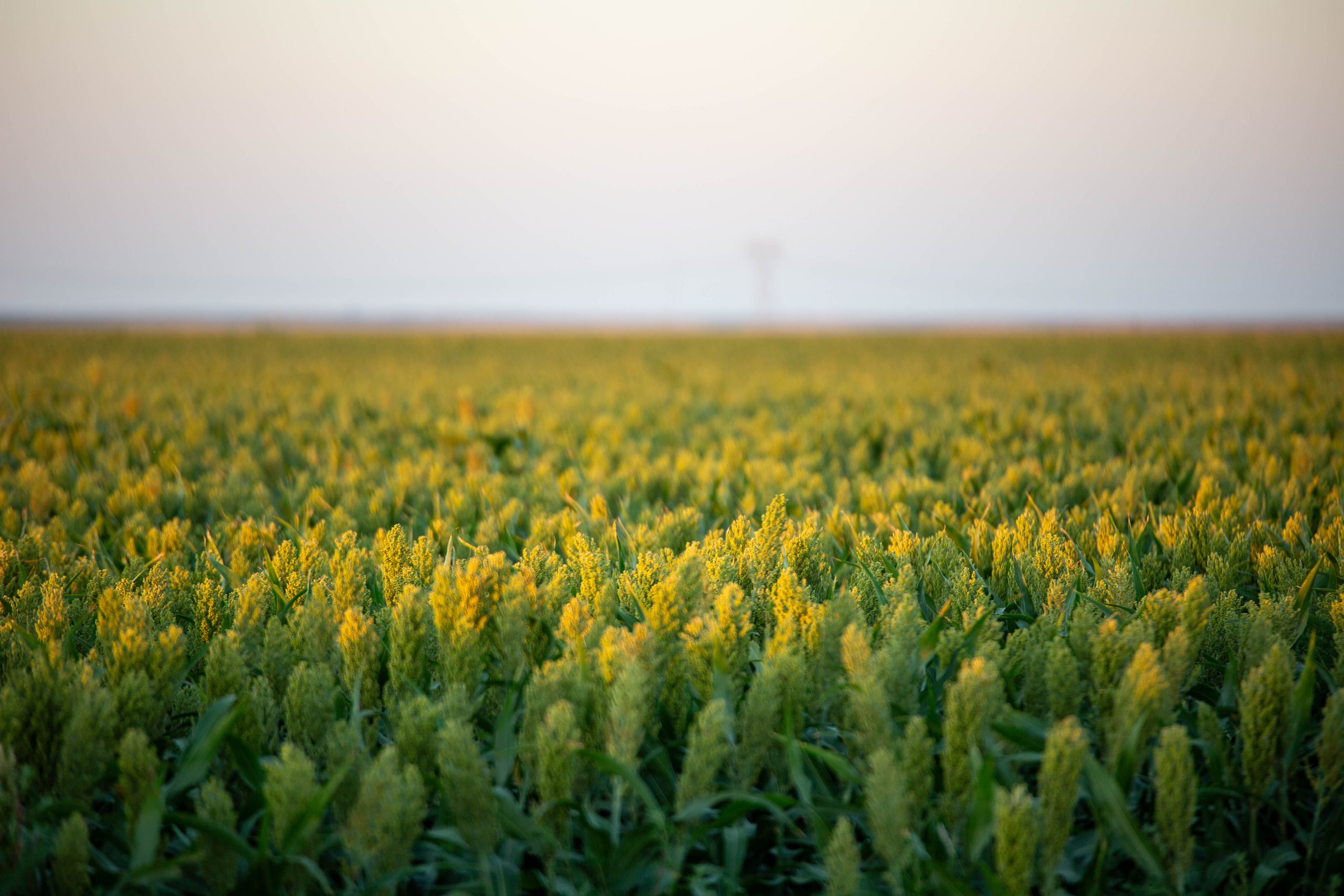 Emerging markets for sorghum discussed at seminar