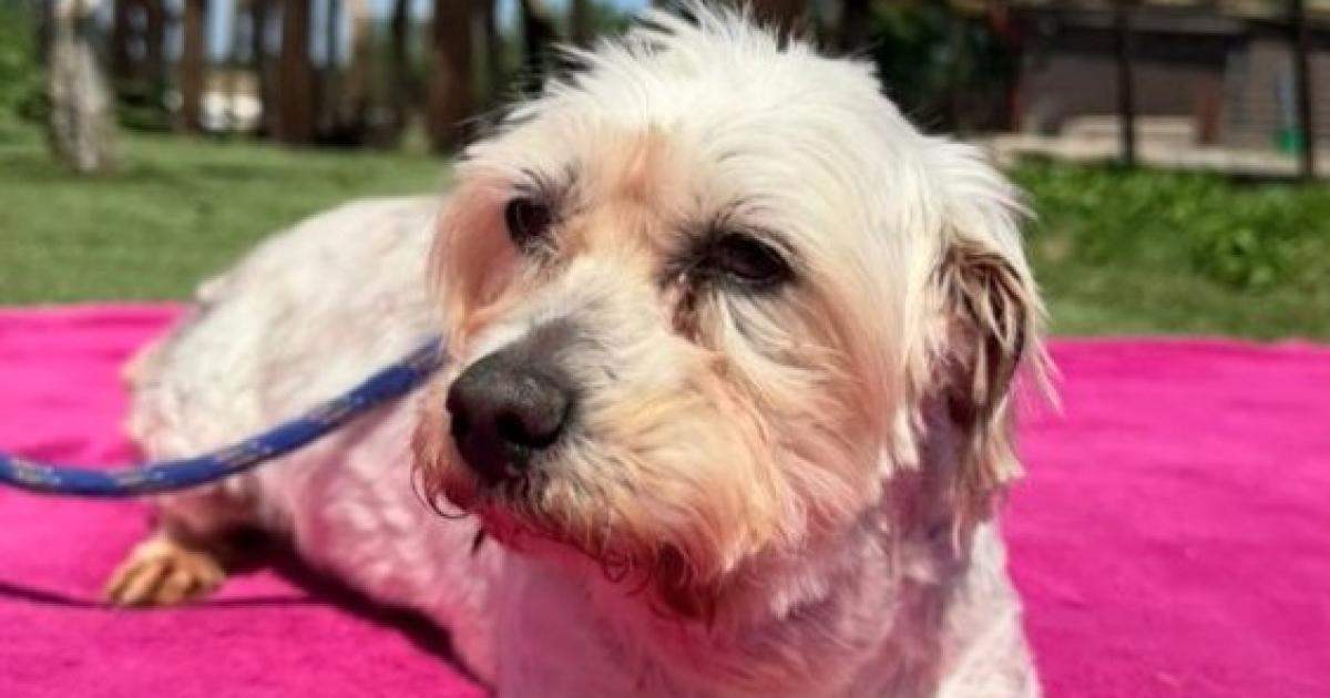 Five dogs looking for their forever home from Many Tears Rescue