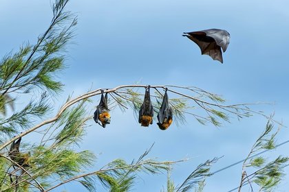 Like Money? Tequila? Help Bats Stave Off Population Declines
