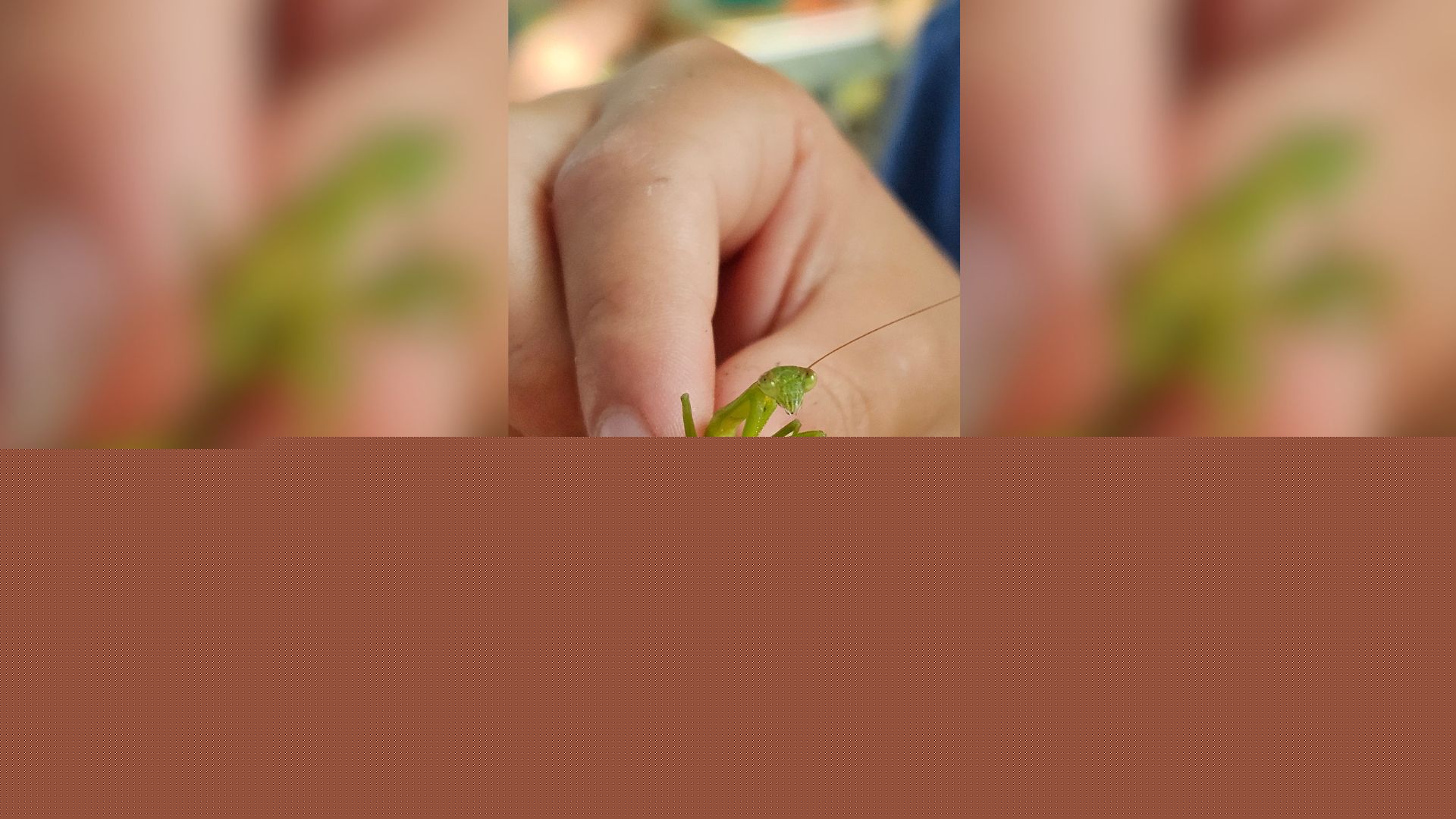 Bug Night returns to Cobus County Park