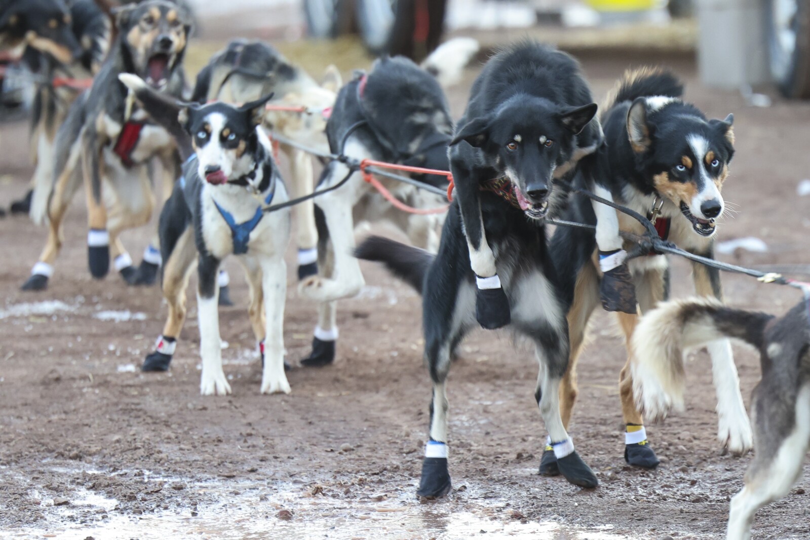 Outdoors calendar: Meet sled dogs at Beargrease Fur-K Festival