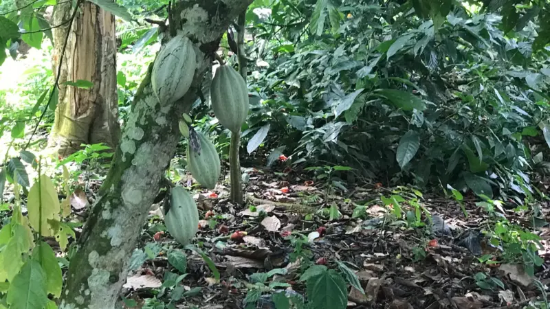 Cocoa farmers in southeast Cameroon are adapting to EU regulations, but they still want a fair price