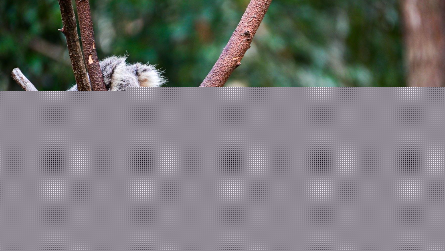 ¿Qué animal duerme más?: los récords del sueño en la naturaleza