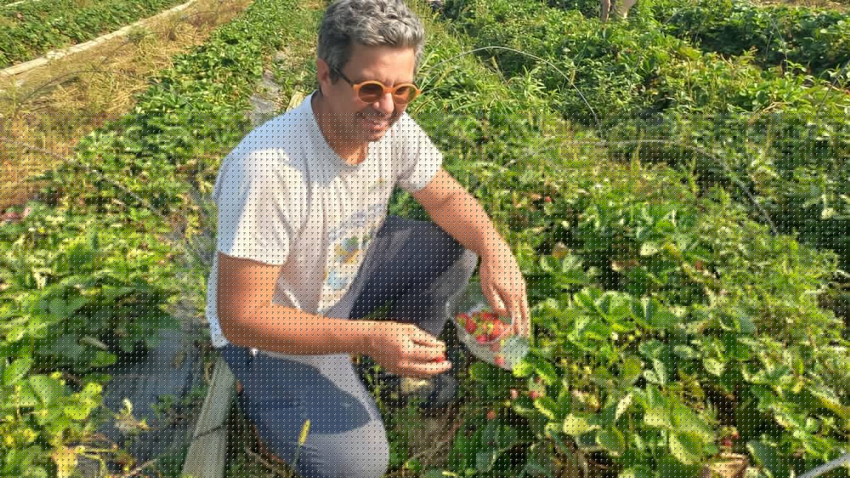 TÉMOIGNAGE. Après les dégâts des tempêtes, des orages de grêle et de la canicule, cet agriculteur remonte la pente grâce au succès de ses cueillettes de fraises