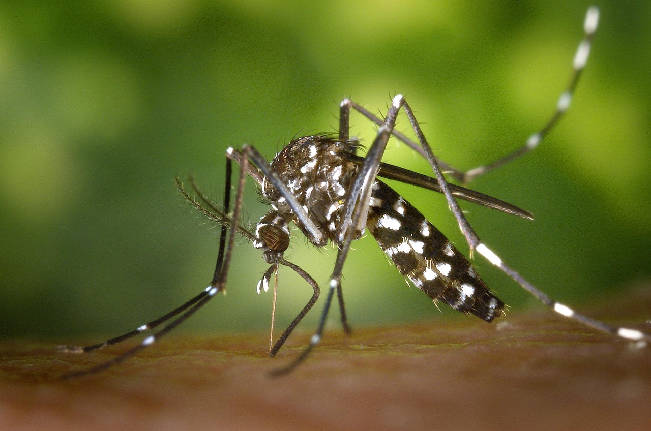 Minsal confirma hallazgo de mosquito que transmite dengue, zika y fiebre amarilla en el aeropuerto de Santiago
