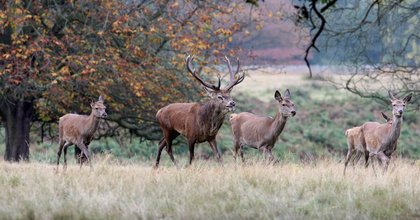 The lynx effect: smell of predators enough to curb deer browsing, study finds