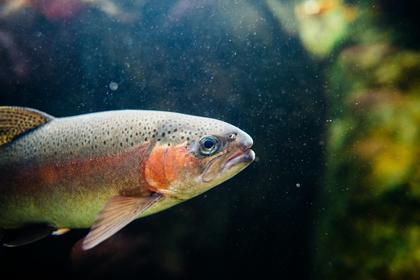 Virginia game officials confirm sizeable trout reduction due to Helene’s flooding
