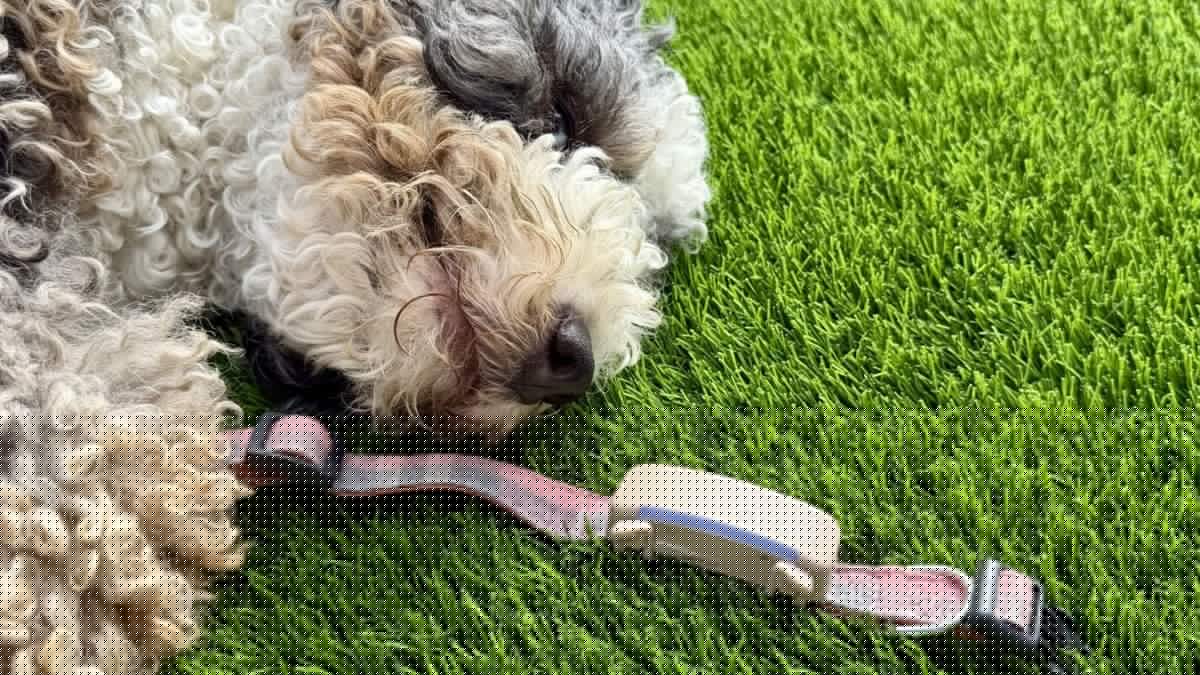 Tractive Dog 6 Review: A GPS Pet Tracker That's a Little Too Eager to Find Fido