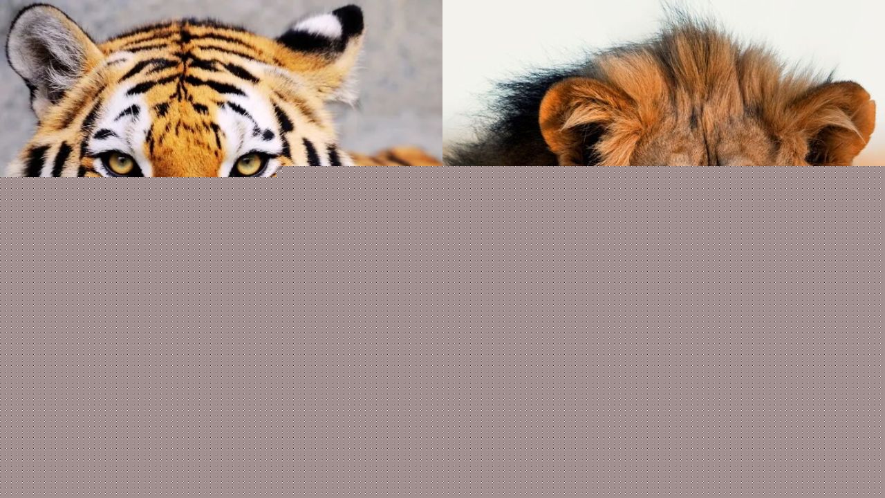 World Lion Day 2026: Lion Vs Tiger; Who Is The Real King Of The Jungle?