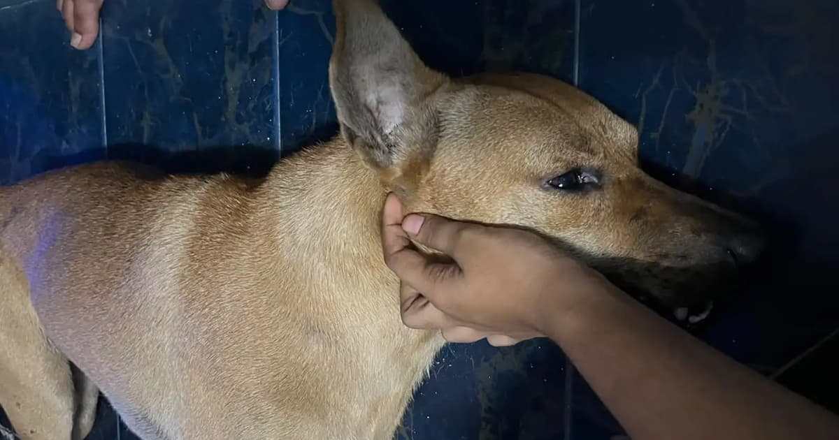 No legal basis to involve public in dog-catching operation, says lawyer