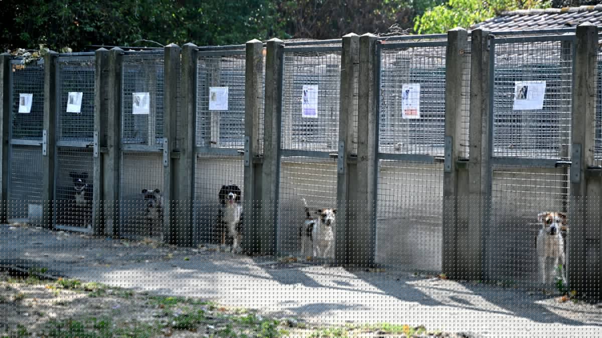 "On est tous dans la même galère" : en Haute-Garonne, les associations de protection animale débordées par la hausse des abandons