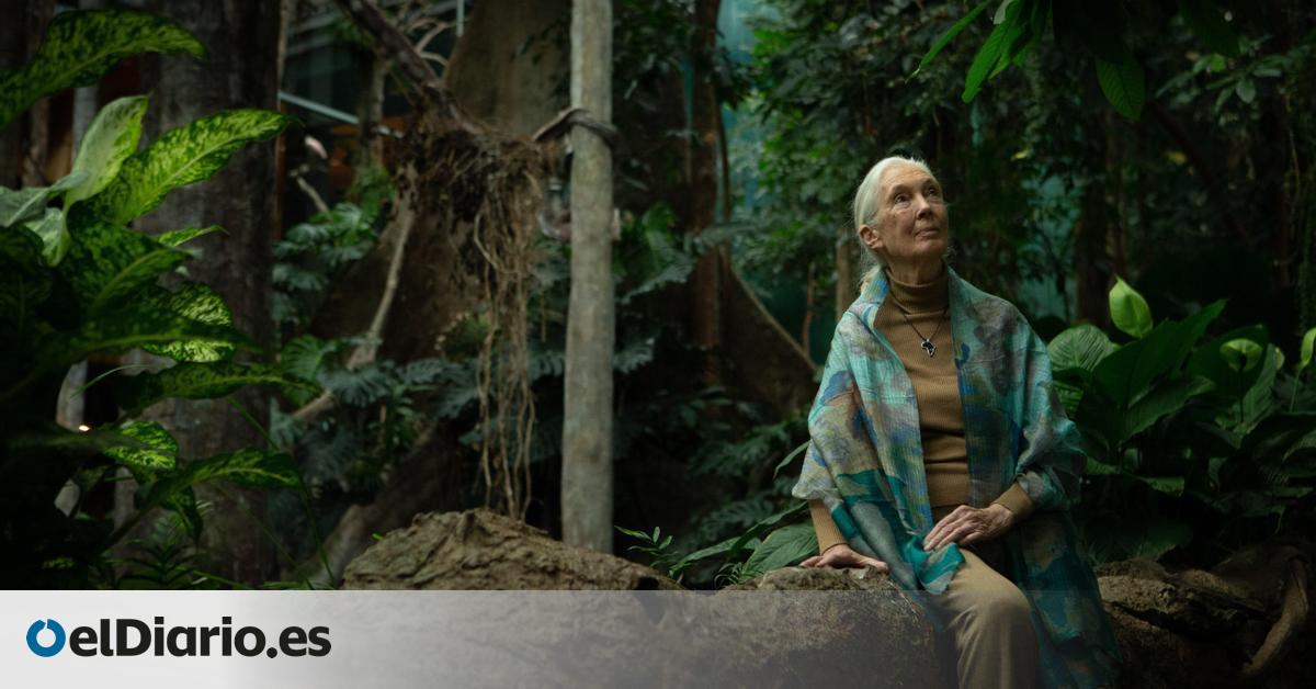 Muere Jane Goodall, experta mundial en chimpancés e icono de la ecología del siglo XX