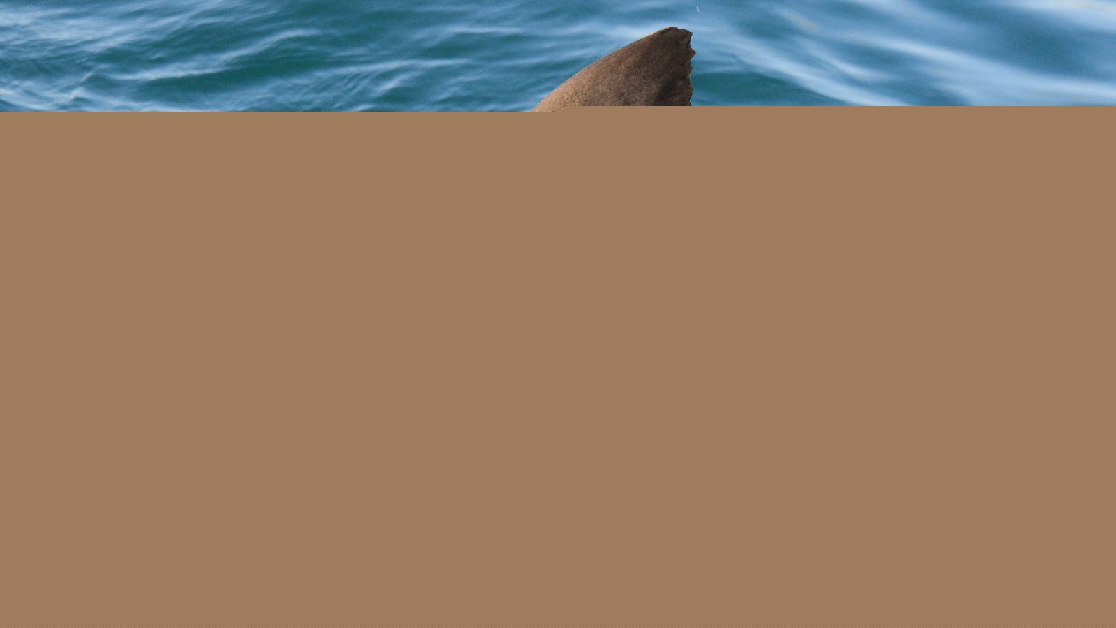 California Swimmer Attacked By White Shark While Swimming From Catalina Island To The Mainland
