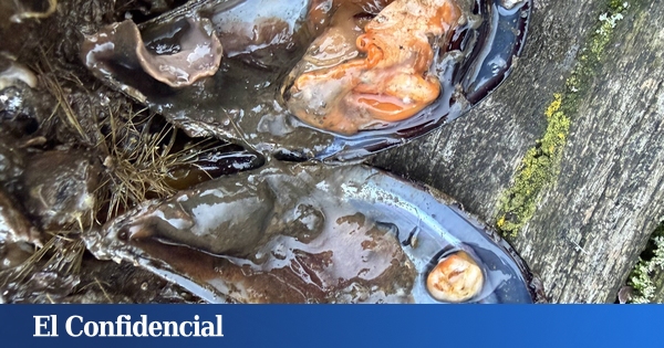 Hay un gusano en Asturias que amenaza con arrasar la producción de mejillones en el Cantábrico