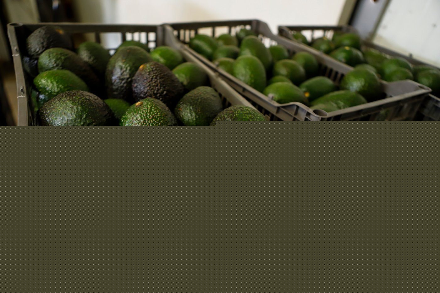 Why Mexican avocado exports to the US have once again been stopped