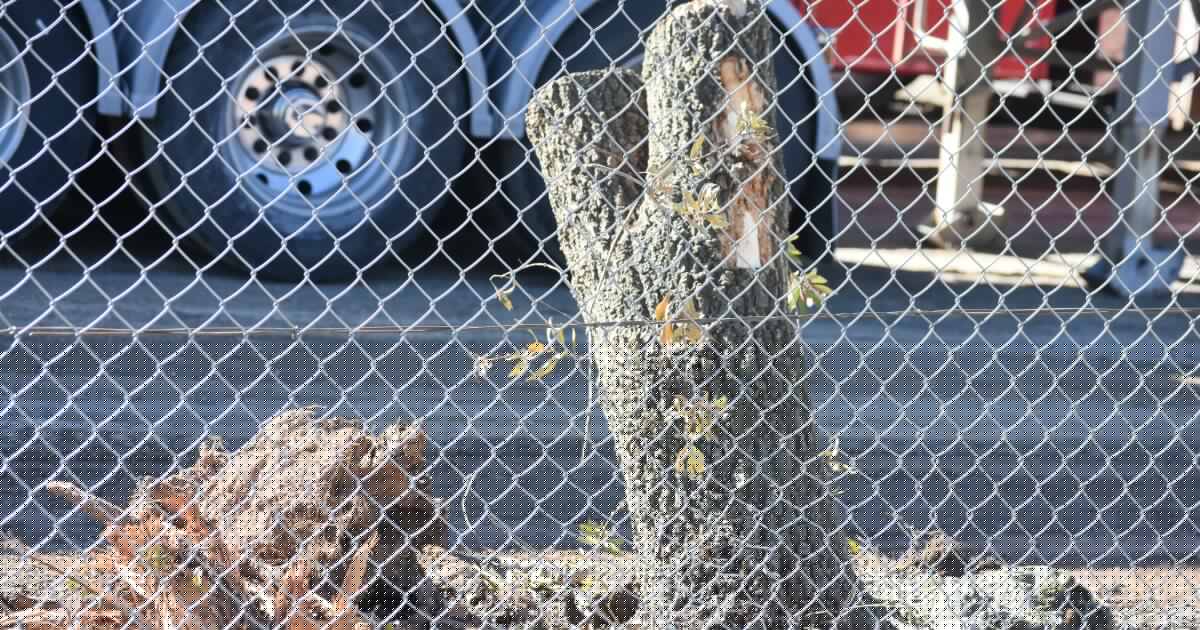 Orange business admits to chopping down trees without council permission
