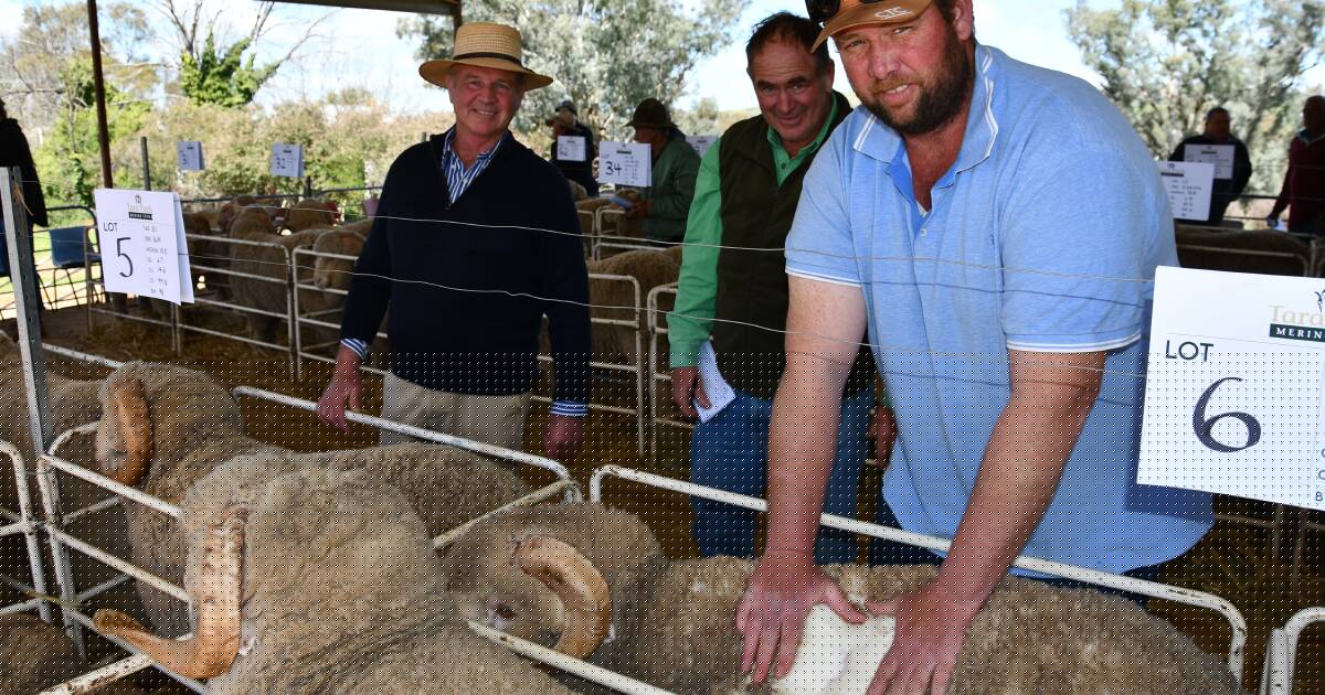 Photo gallery: see who was at the Tara Park Merino 2025 ram sale in Boorowa